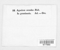 Marasmius oreades image